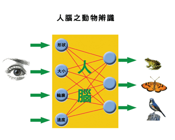 《圖一　人腦之動物辨識示意圖》