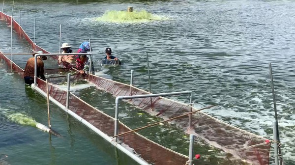 圖一 : 水產養殖需要更繁雜的人工養護作業，急需自動化科技的協助。（source：海盛科技）