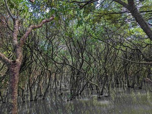 為了維護藍碳生態系，新北市農業局推動農業淨零碳行動，辦理挖子尾自然保留區紅樹林生態監測及保護。